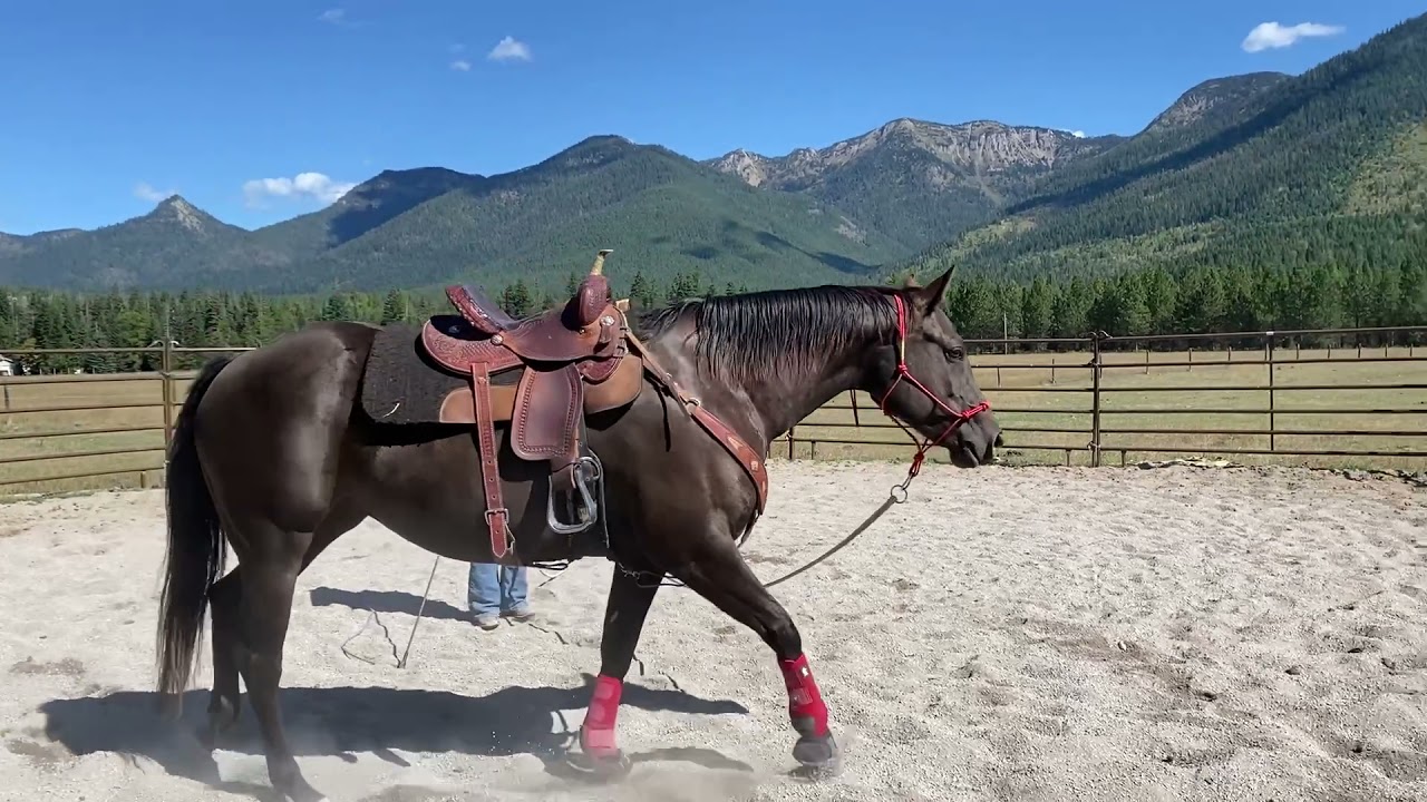 Hancock Mare Bucking + Transformation