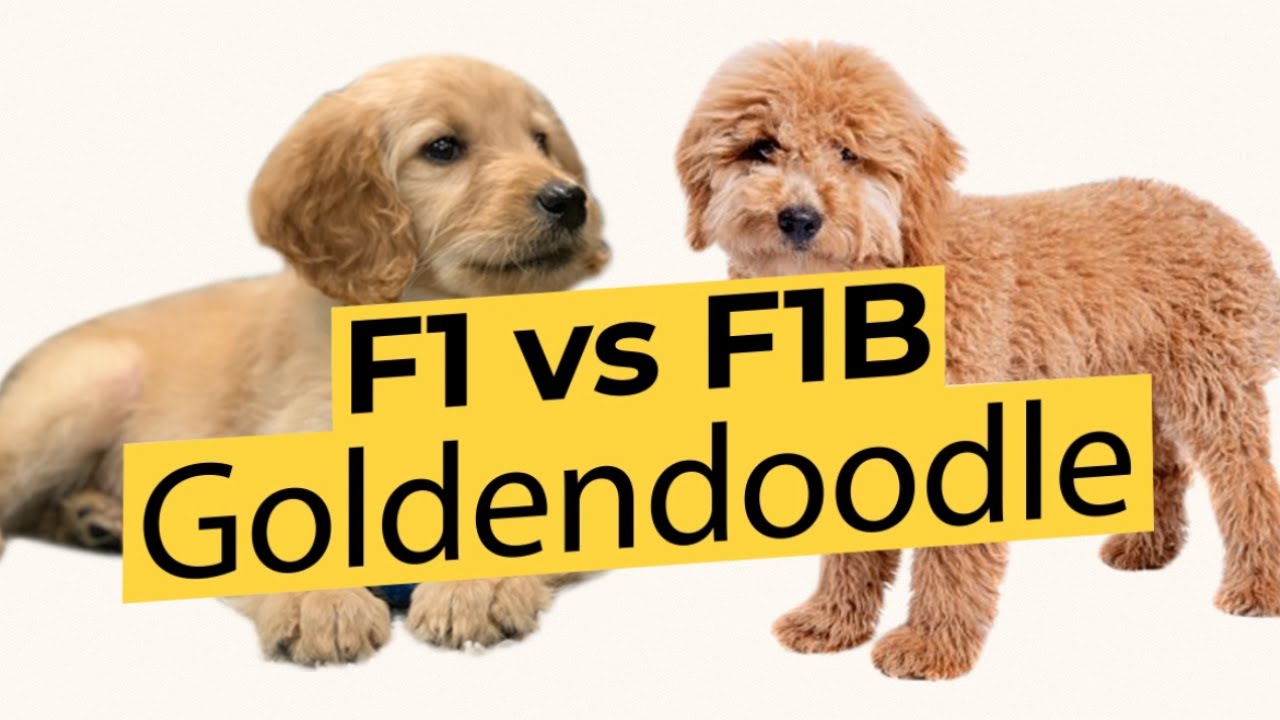 Голдендудли F1 и F1B — в чём разница? 🐶🦴🐶