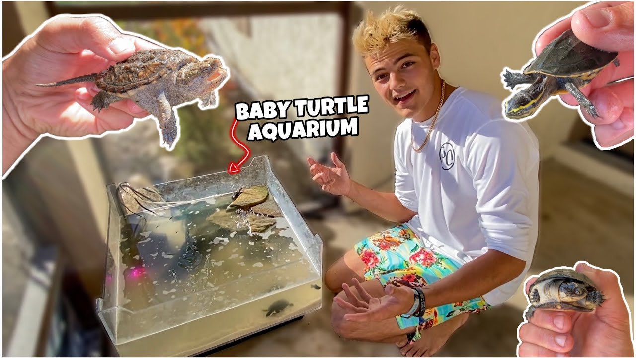 My *NEW* BABY TURTLE POND BUILD!!