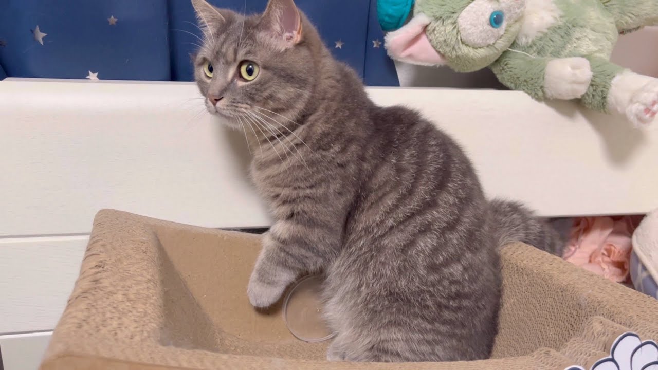 遊んでいる最中にハプニングが起きてしまい、猫がこうなってしまいました...w