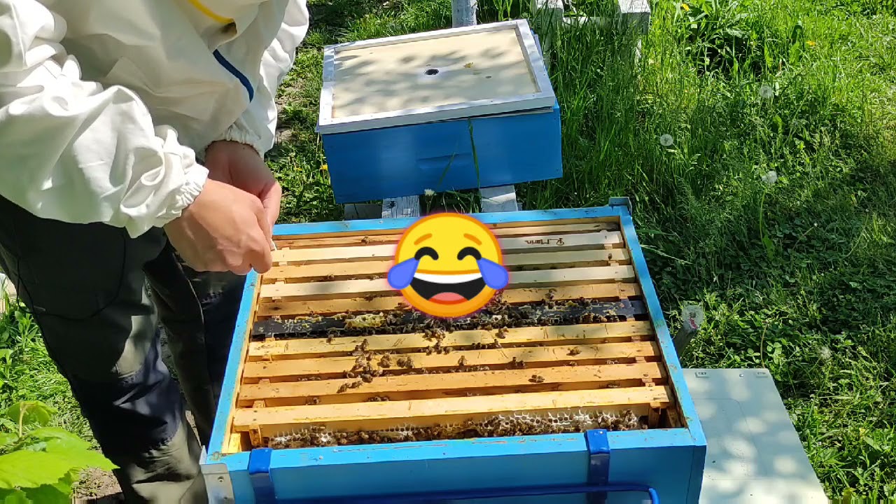 Primii pași în ale stupăritul 9+1rame puiet și catul de recoltă.