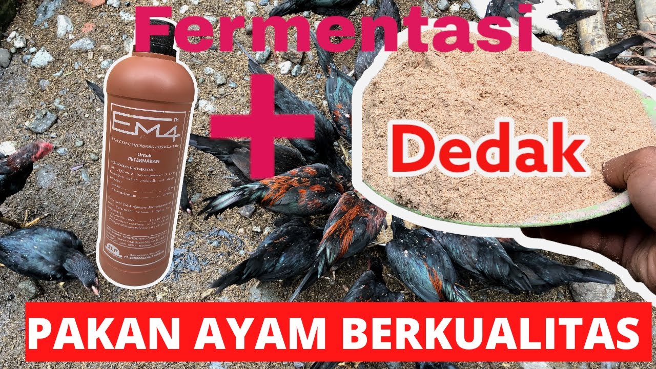 LENGKAP !! CARA FERMENTASI DEDAK PADI JADI PAKAN AYAM KAMPUNG BERKUALITAS TINGGI