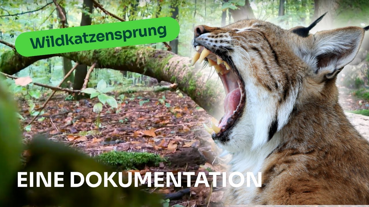 Wildkatzensprung – Die Rückkehr der Europäischen Wildkatze in Deutschland