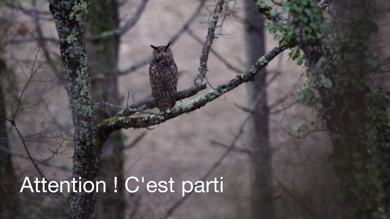 Hibou Grand Duc