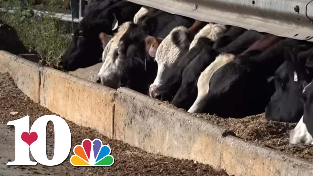 Tennessee farmers dealing with beef boom, soybean struggles