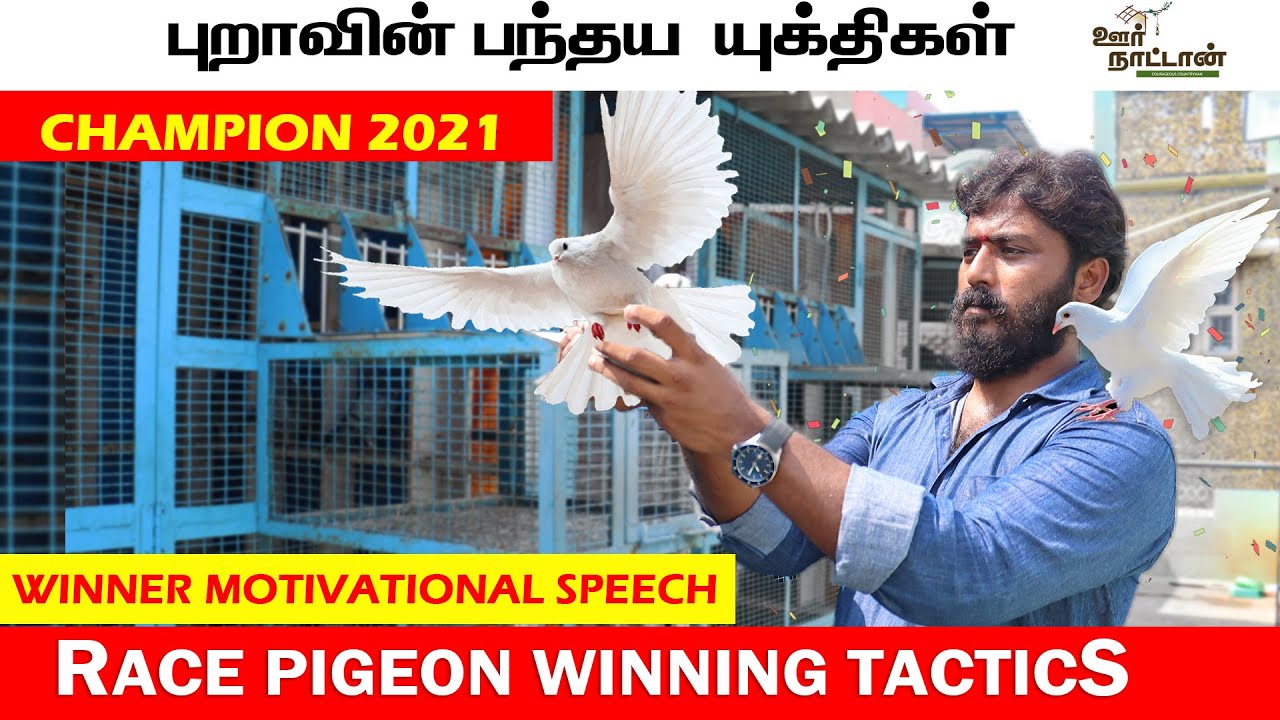 பந்தய புறா தொடர் வெற்றி நாயகன் | WINNER RACING PIGEONS LOFT | Oor Naattan