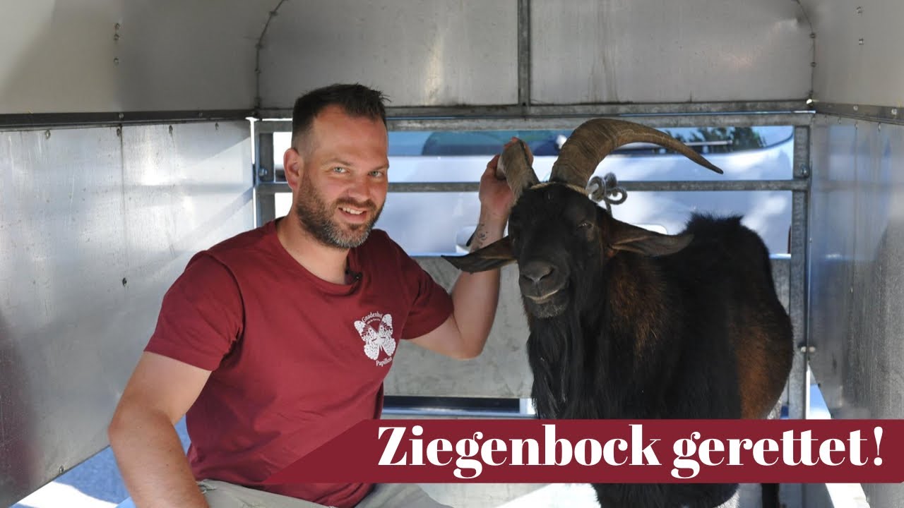 Demn&auml;chst auf Tierschutz hautnah | Ziegenbock auf der Flucht!