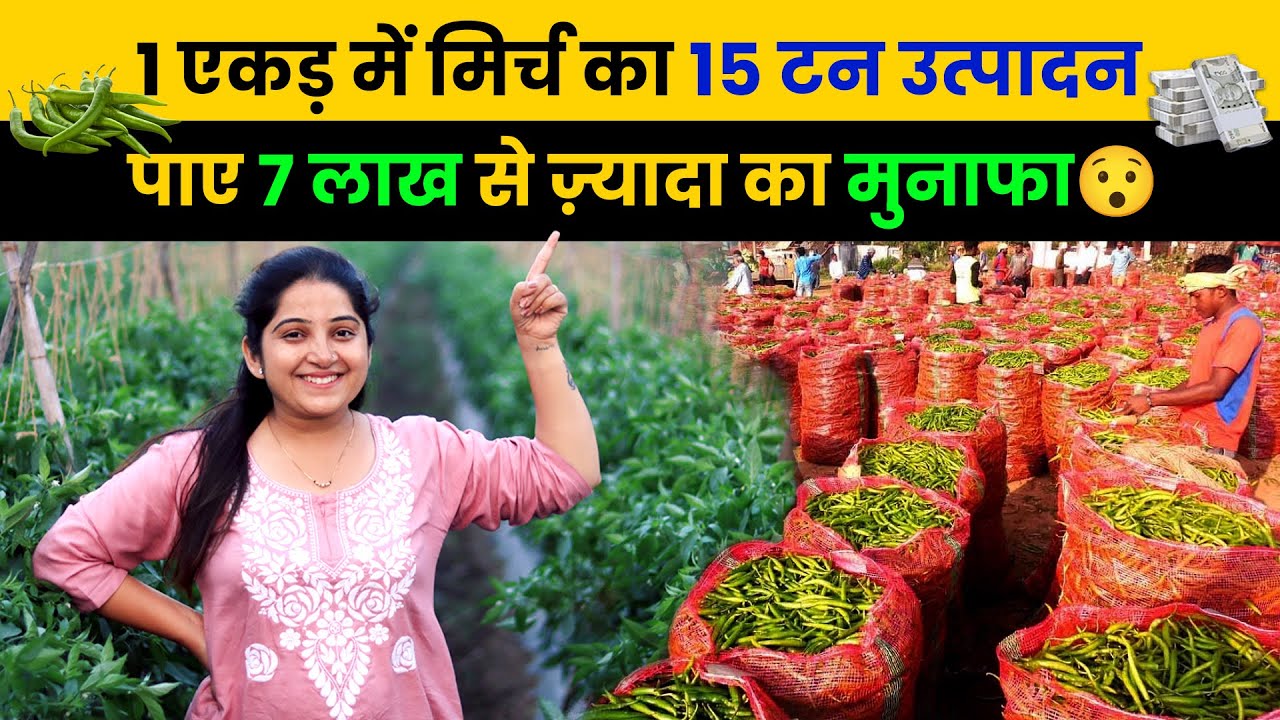 Mirch ki kheti 🌶️ में ताबड़तोड़ उत्पादन कैसे लाए | A to Z chilli farming | मिर्च की खेती | AgroStar