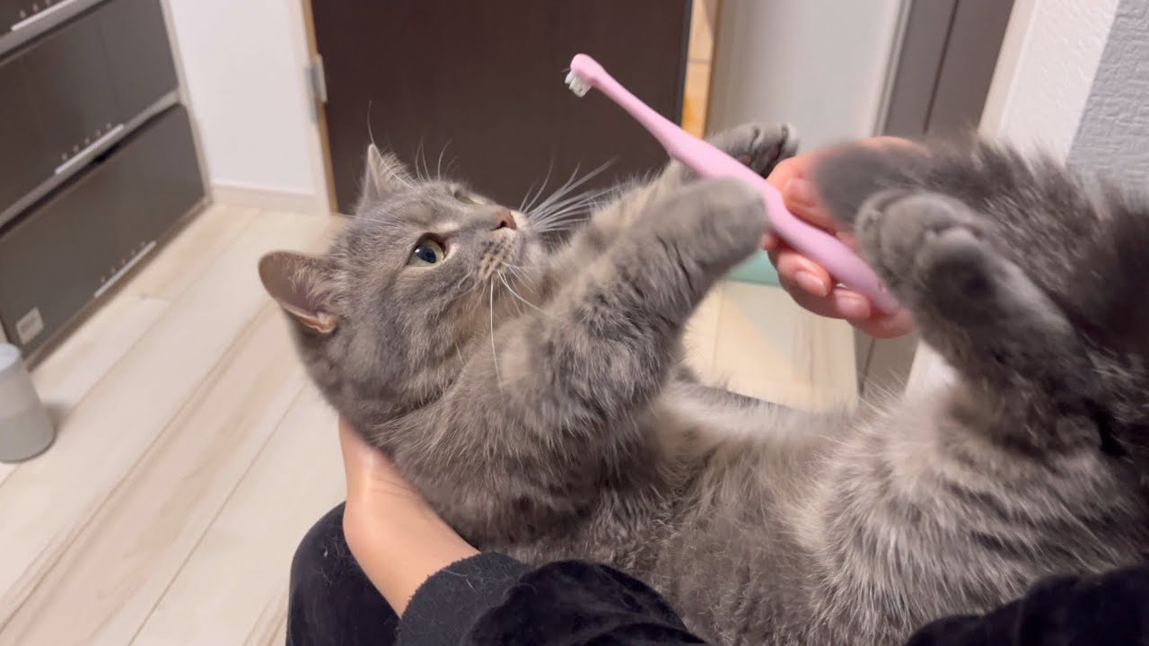 歯磨きが好きな猫と嫌いな猫の反応が可愛すぎた...
