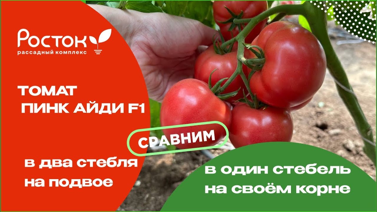 Томат Пинк Айди в два стебля на подвое и в один стебель на своём корне, сравниваем