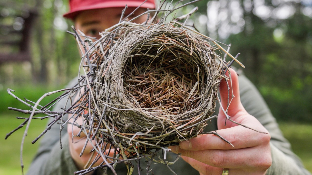I Had to Move This Bird’s Nest Before Cutting Down the Tree | Living in Alaska