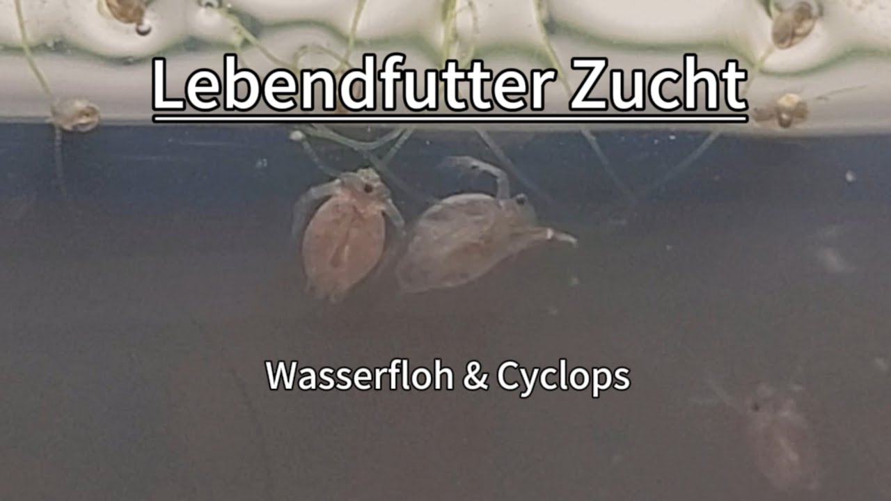 Lebendfutter Zucht Wasserfloh & Cyclops