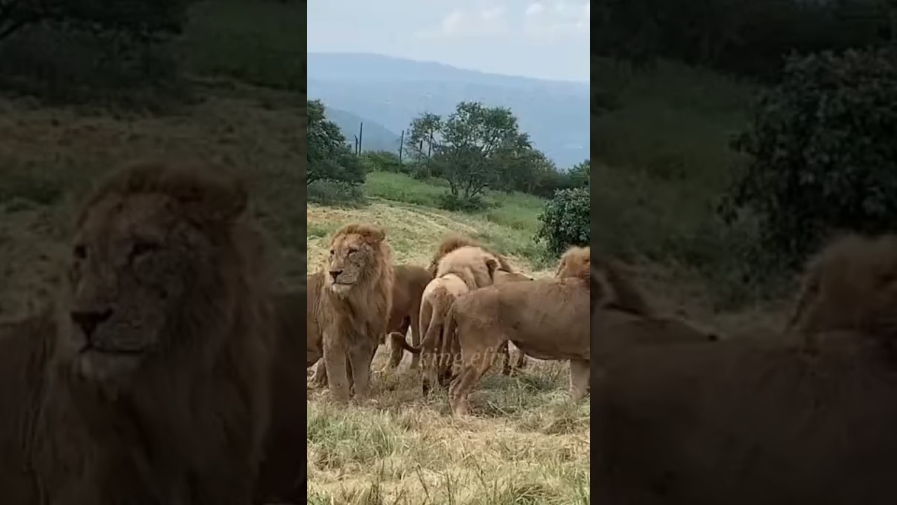 Two lion pride fight over throne #animals #lionslover #officialchannel #lionslife