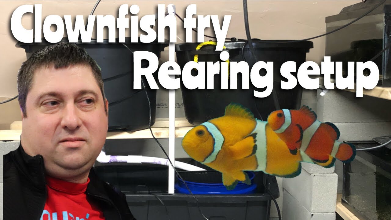 Clownfish Fry Rearing Setup