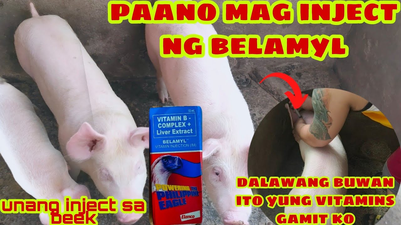 ep7|paano mag inject ng belamyl sa biik