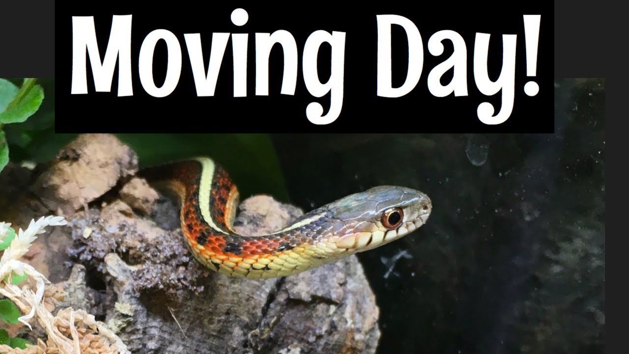 Moving the Garter Snakes to the New Bioactive Enclosure