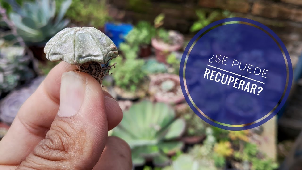 ¿Cómo RECUPERAR Cactus Astrophytum Super DESHIDRATADOS?