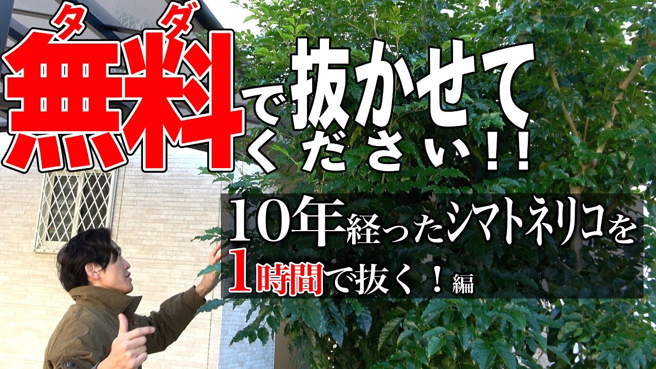 【10年経ったシマトネリコを抜いたら…】巨木化する木を抜いてオリーブを使った可愛らしいお庭へ