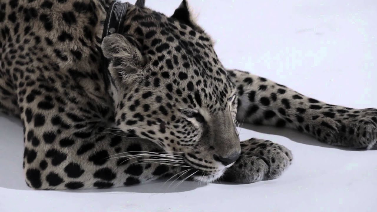 GUBANOVA - My Heart`s Only Man (video created by Eleonora Orlova)
