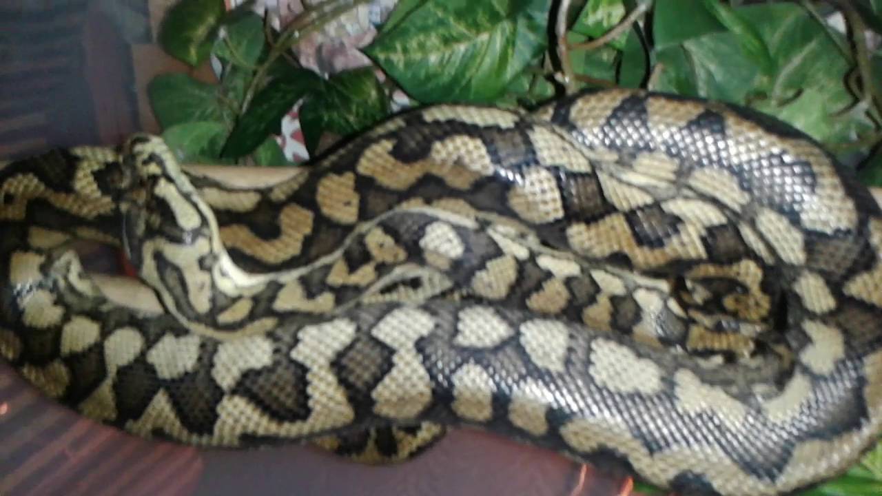 Female Coastal Jag. Carpet Python