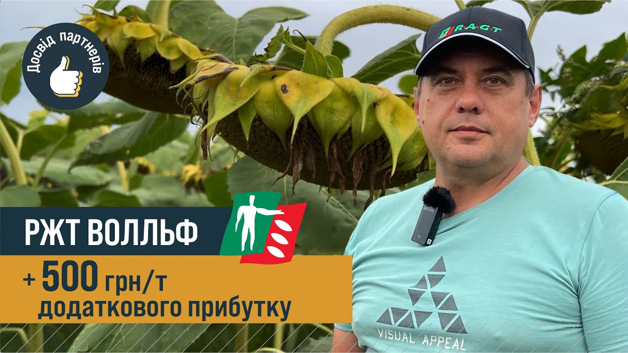 Чому збільшили посіви соняшнику РЖТ Волльф? | Головна перевага гібриду для господарства