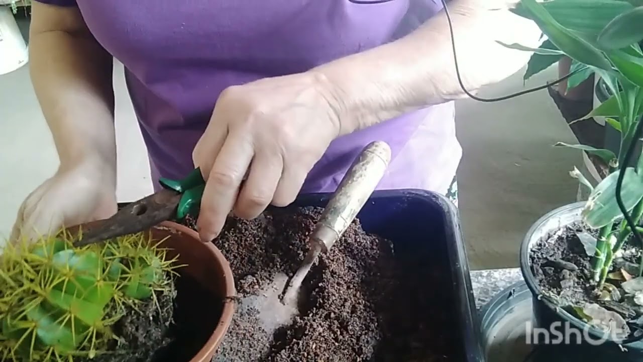 Tentando replantar um cacto esperando dá serto será 😏?