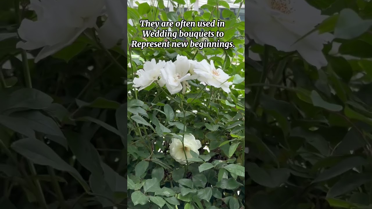 Bouquet of white roses #flowers #roses #garden