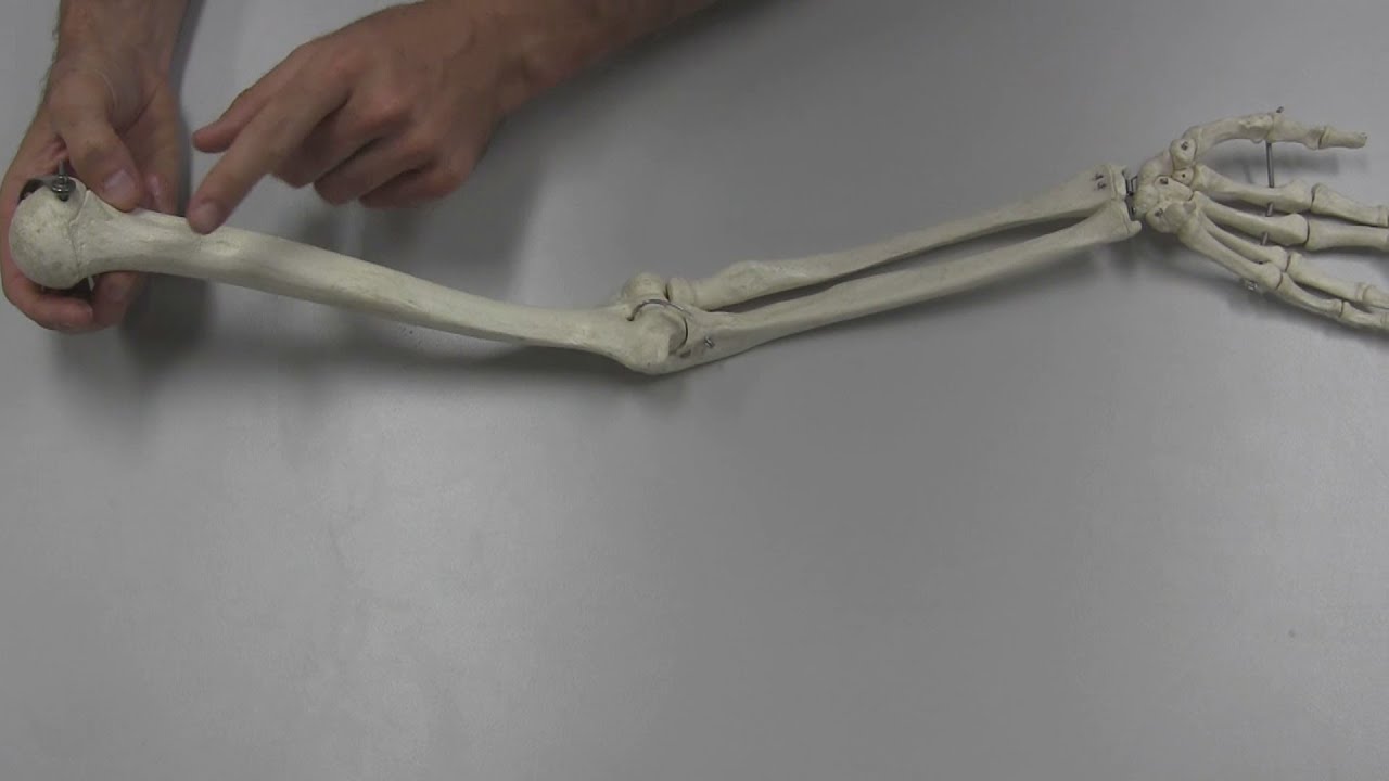 The Upper Limb