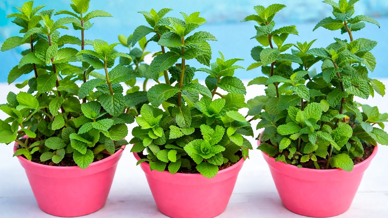 اول مرة فى حياتى ازرع نعناع بهذا الجمال والكثافة والرائحة القوية🌿