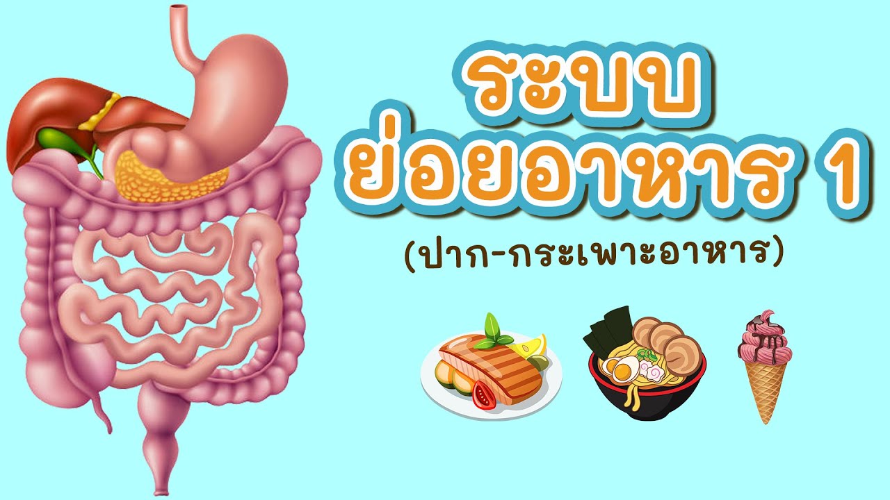 ระบบย่อยอาหาร 1/2 (ปาก-กระเพาะอาหาร)