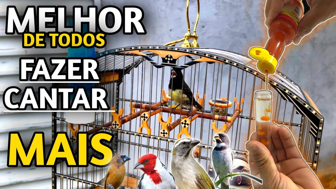 MELHOR REMÉDIO QUE JA VI NA MINHA VIDA Pra Pássaros CANTAR MAIS , foguear papa capim coleiro Rápido