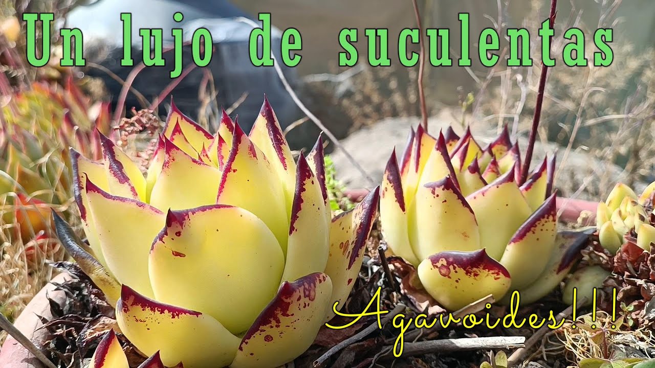 Suculentas ex&oacute;ticas desapercibidas en el cultivo de Guillermo Cutipa. #suculentas #ex&oacute;ticas