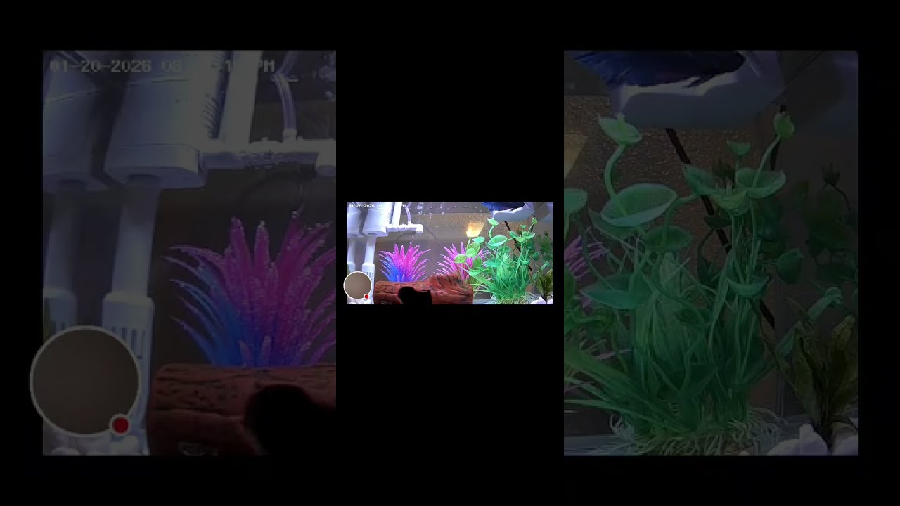 The Relaxing Option: ☕ Backyard Cafe & Fins: Relaxing Beta Fish Live Stream 🌿