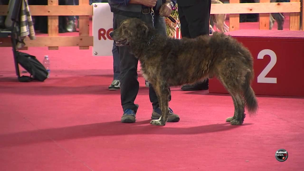 Presentazione del Cane di Mannara