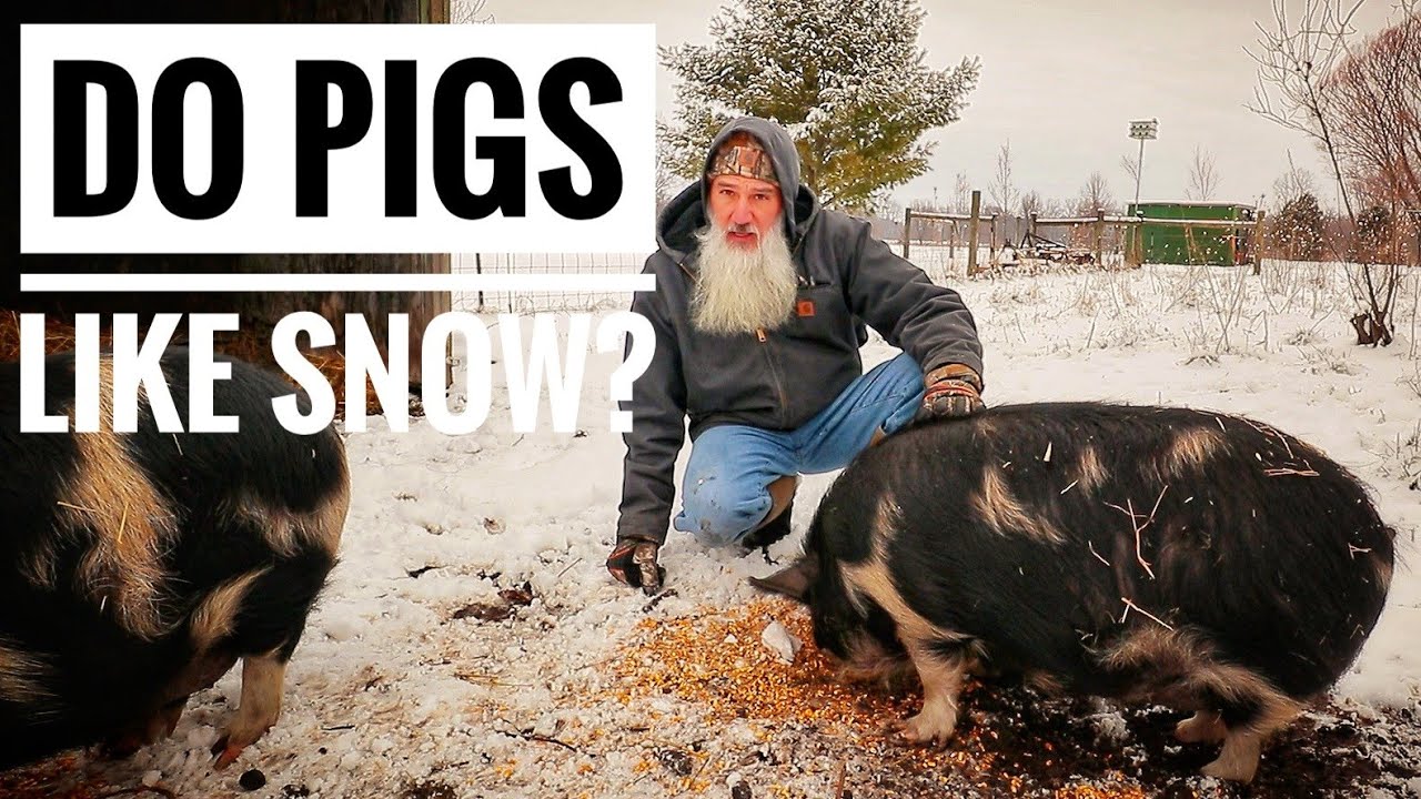 WINTER CARE | Idaho Pasture Pigs & Nubian Goats