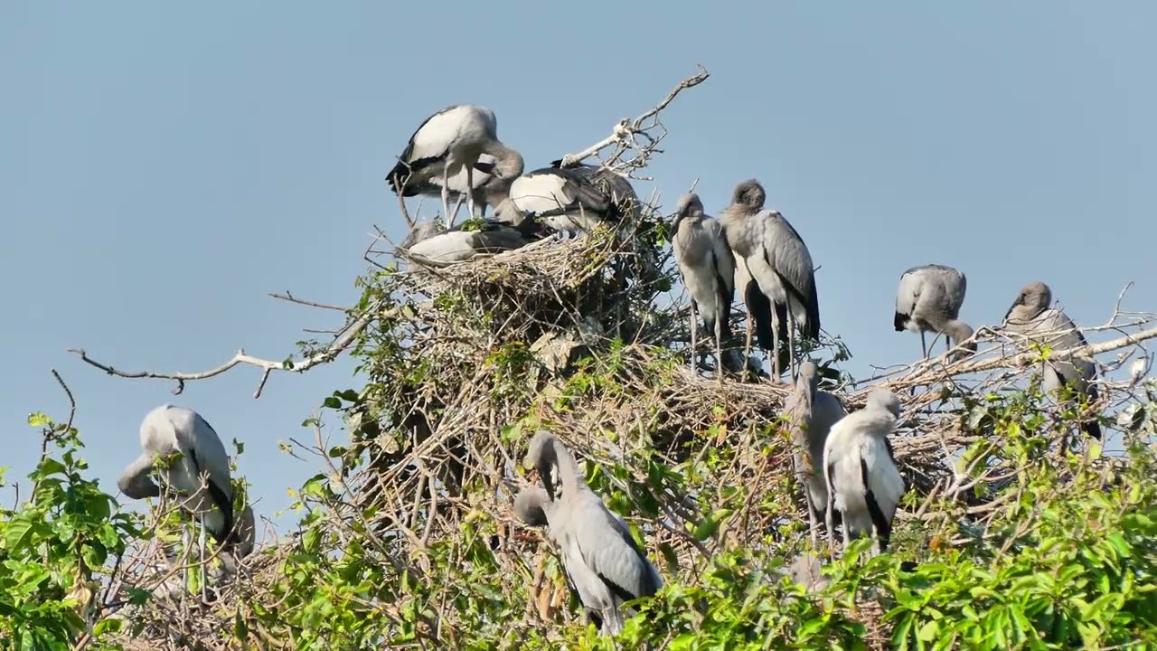 A Peaceful Bird Sanctuary Celebrating Nature, Conservation, and Winged Wildlife 074