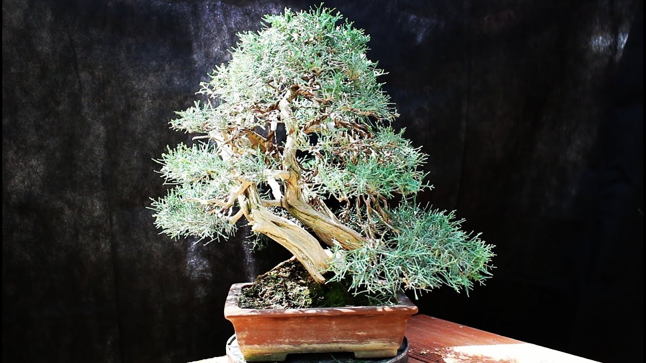 Juniperus pfitzeriana glauca - Refinado