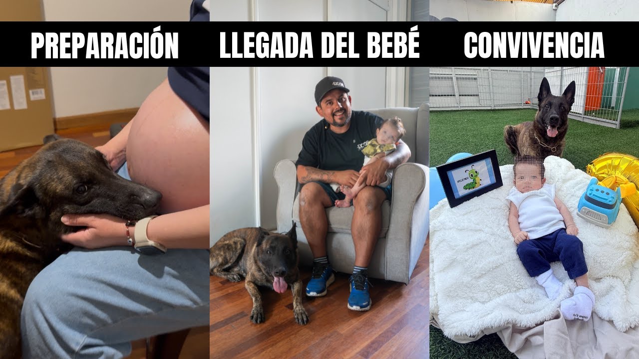 ¿Cómo presenté a MI HIJO A MIS 12 PERROS?