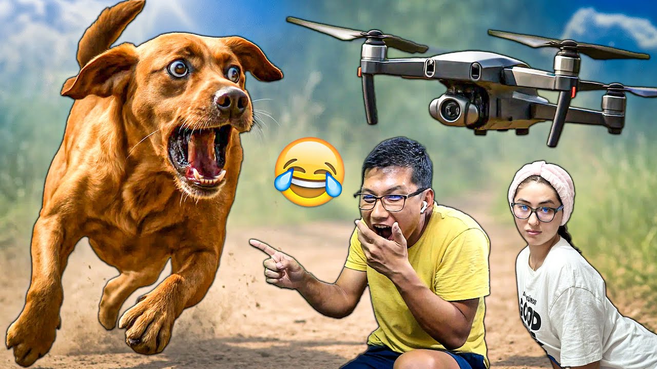 Иттерді дронмен жылатқансың ғой 😂