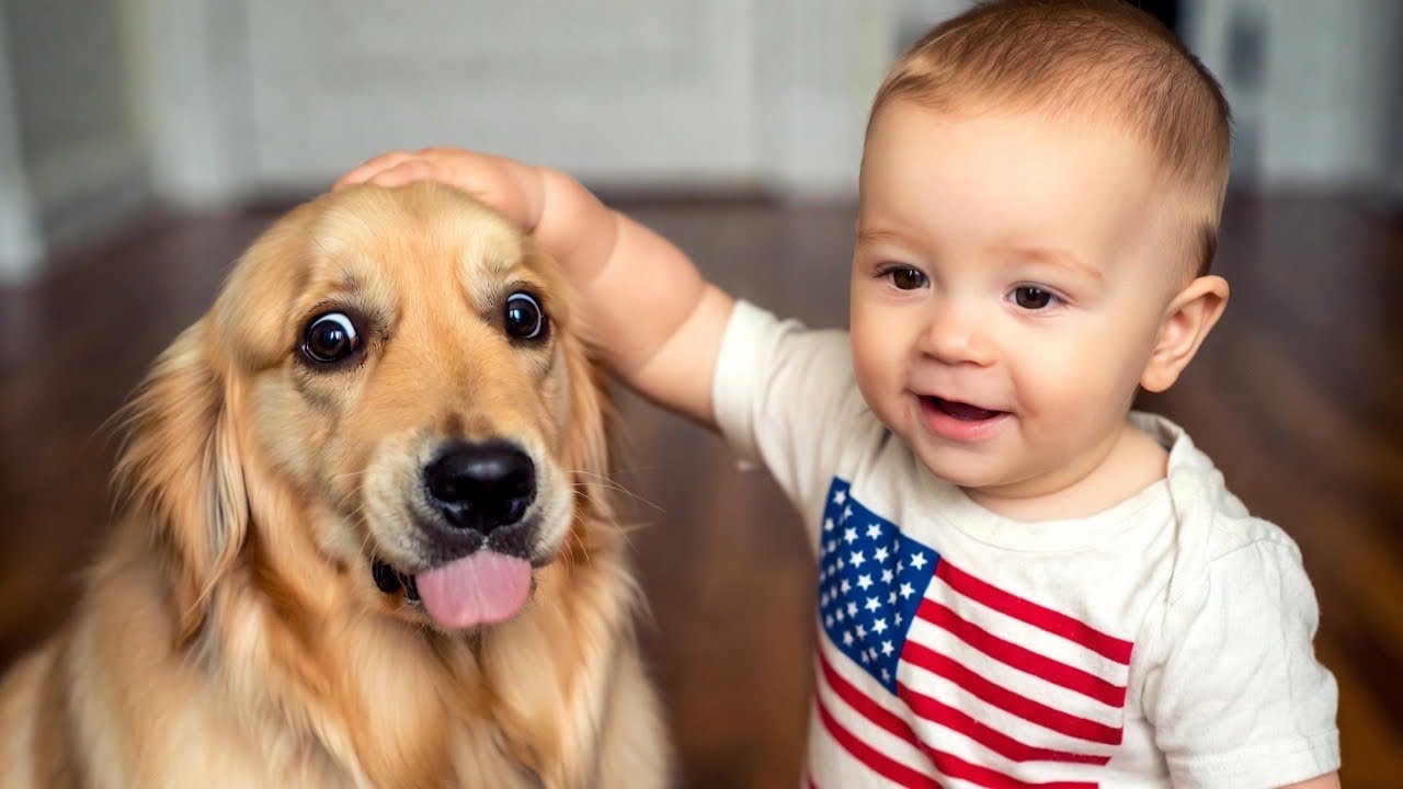 Funniest Golden Retriever Moments Ever 🐶😂 – Try Not to Laugh!