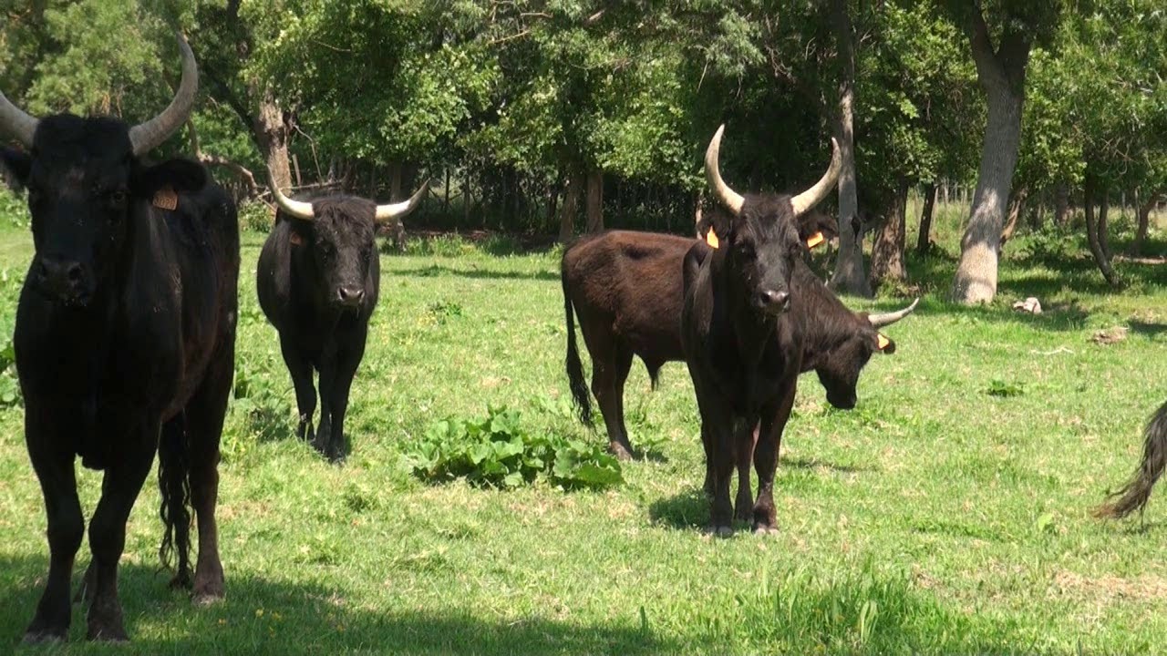 Journée à la Manade Rouquette