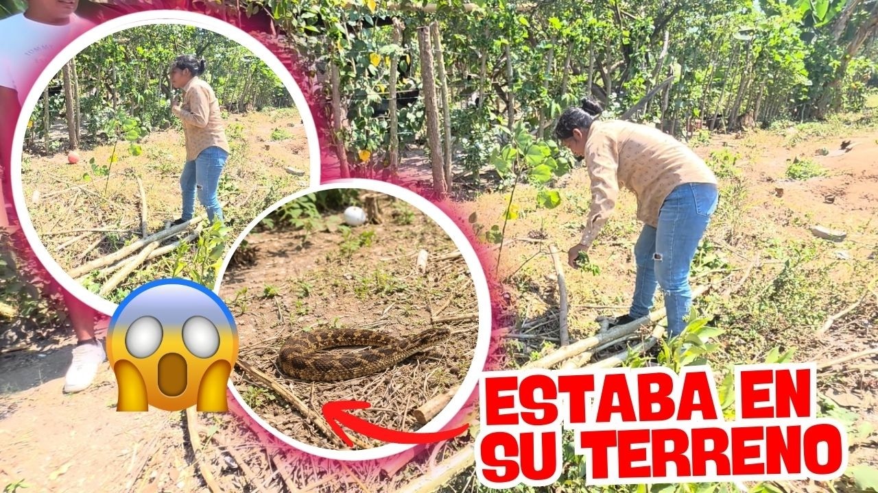 Santo Dios😨😨 R0SITA FUE ATACADA POR UNA SERP¡ENTE VENENOSA😭😭 al instante ardió en fiebre😨