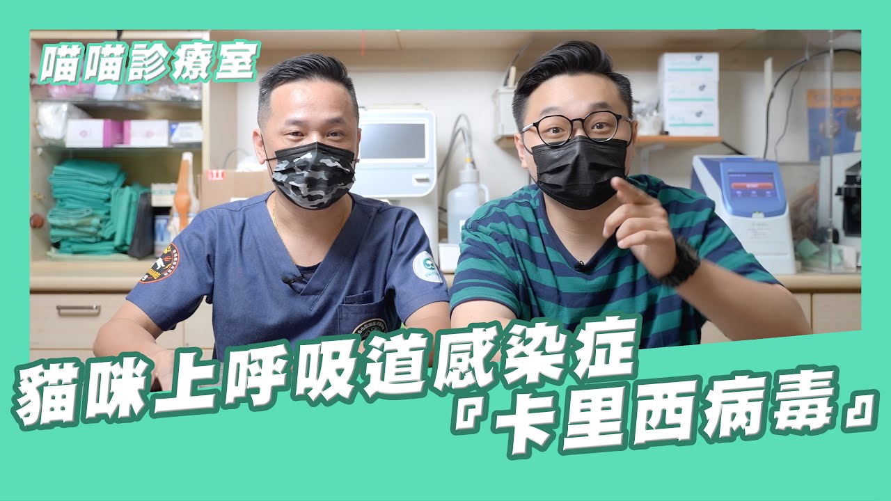 傳染力最強最難防！貓咪上呼吸道感染症『卡里西病毒』​｜木入森Moreson