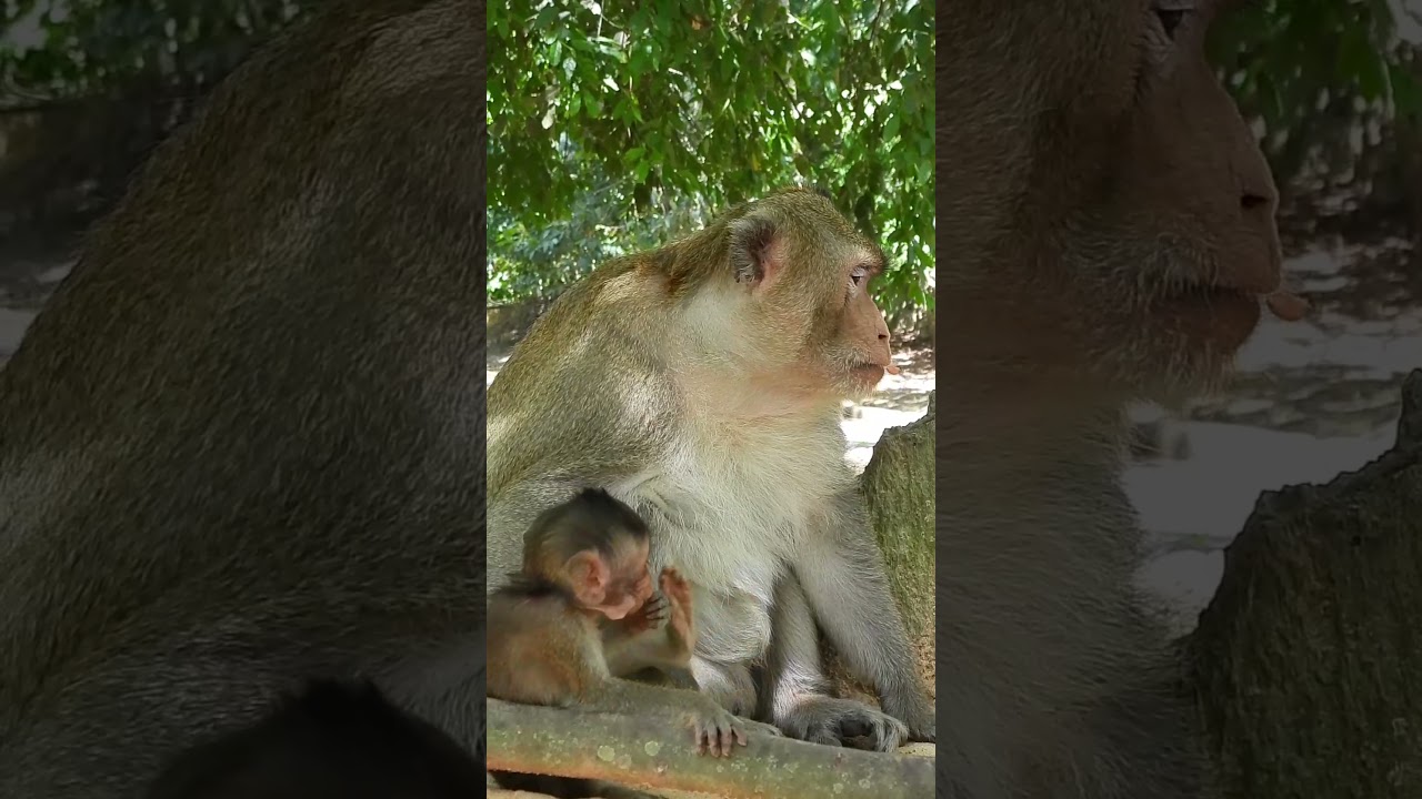 Good Father Balu Care Baby Monkey Goldie