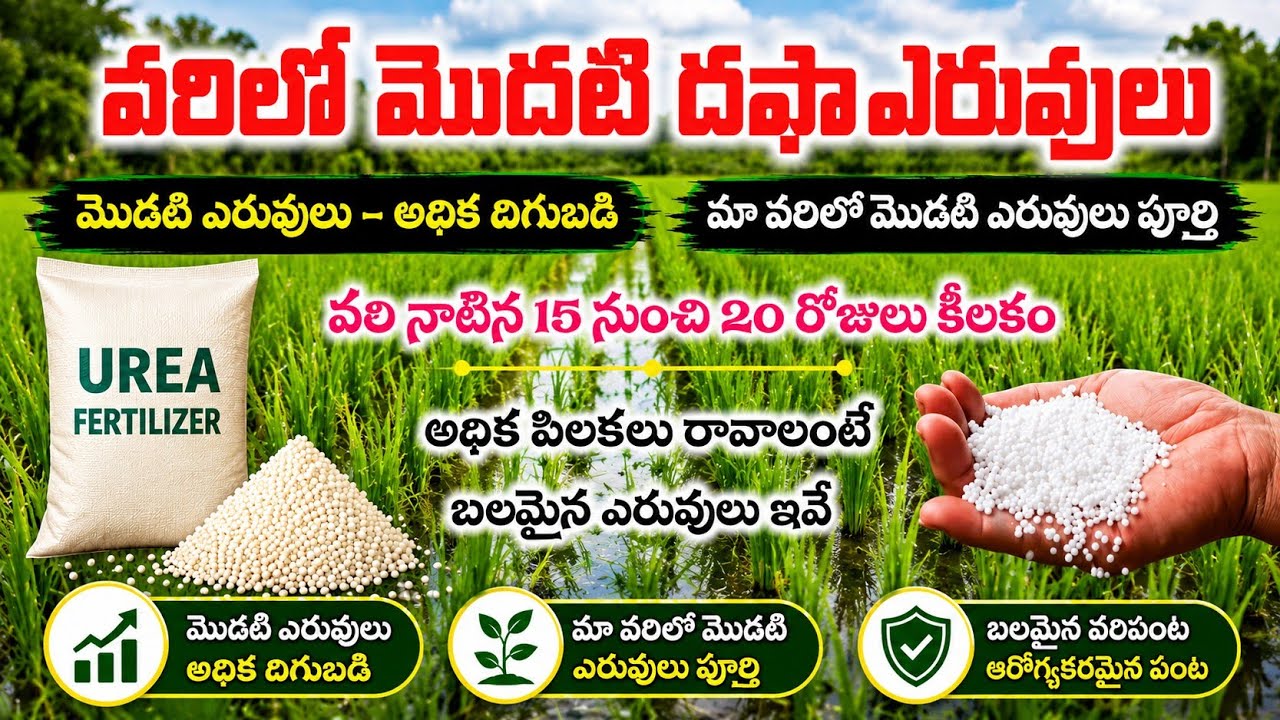 వరిలో మొదటి దఫా ఎరువులు | 𝗩𝗮𝗿𝗶𝗹𝗼 𝗺𝗼𝗱𝗮𝘁𝗶 𝗱𝗮𝗳𝗮 𝗲𝗿𝘂𝘃𝘂𝗹𝘂 @prasadagriculture 