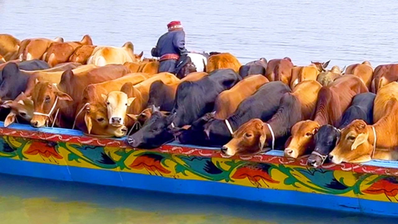 cow unloading, cow videos, cow video, animal, big cow, goru hamba cow, Ep- 328