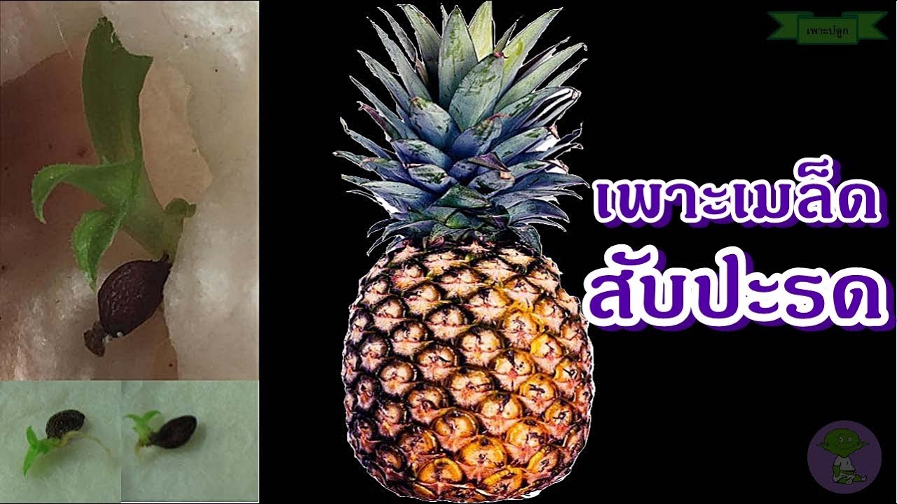 วิธีเพาะเมล็ดสับปะรด ปลูกสับปะรดด้วยเมล็ด เมล็ดงอกในลูก