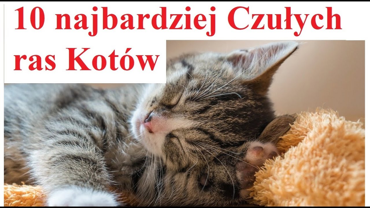 10 najbardziej Czułych ras Kotów