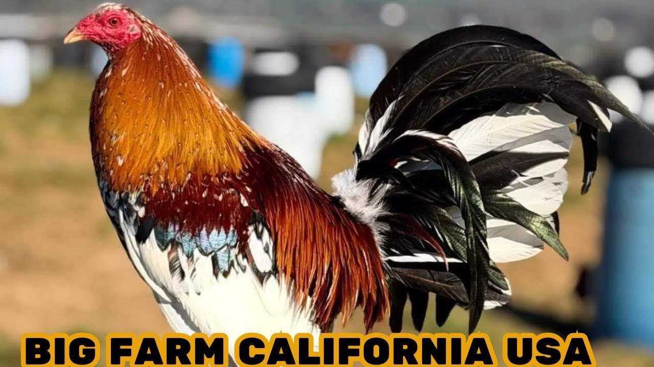 BIG FARM 🇺🇸 Free Range Feeding Time Shape Outdoor Chicken Coop California USA 🇺🇸