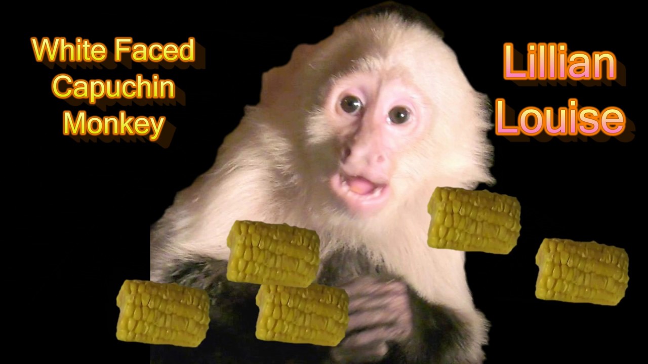 Talking to my Capuchin Monkey